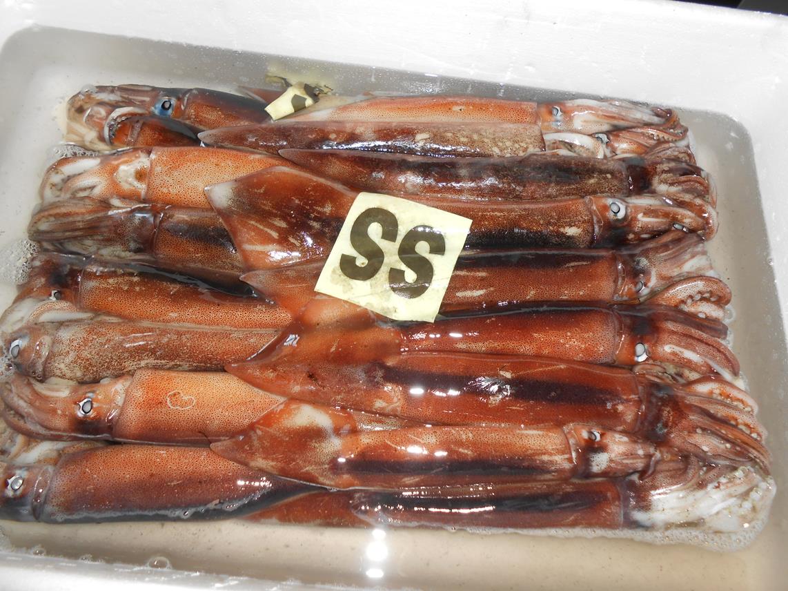 whole squid